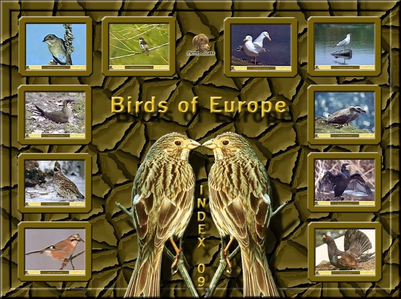 Birds of Europe - Index 009; DISPLAY FULL IMAGE.