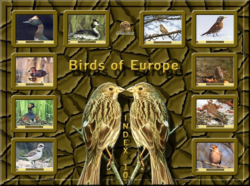 Birds of Europe - Index 010; DISPLAY FULL IMAGE.