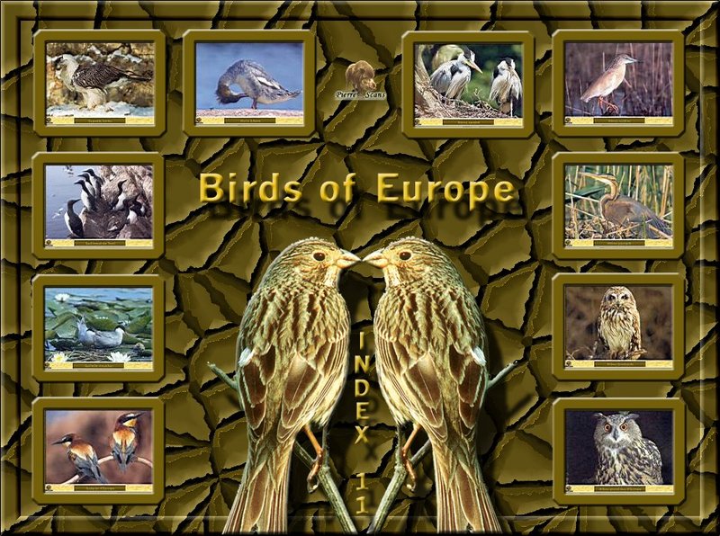 Birds of Europe - Index 011; DISPLAY FULL IMAGE.