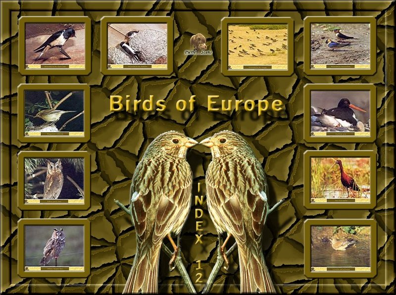 Birds of Europe - Index 012; DISPLAY FULL IMAGE.