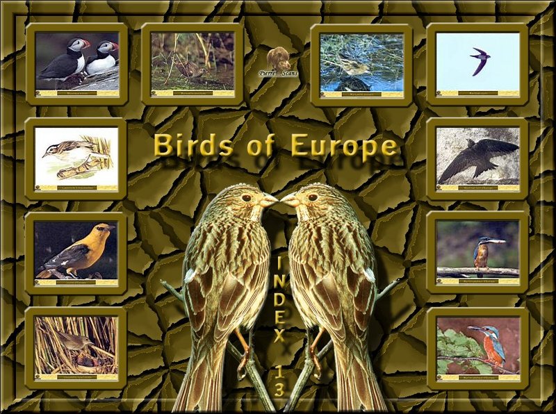 Birds of Europe - Index 013; DISPLAY FULL IMAGE.