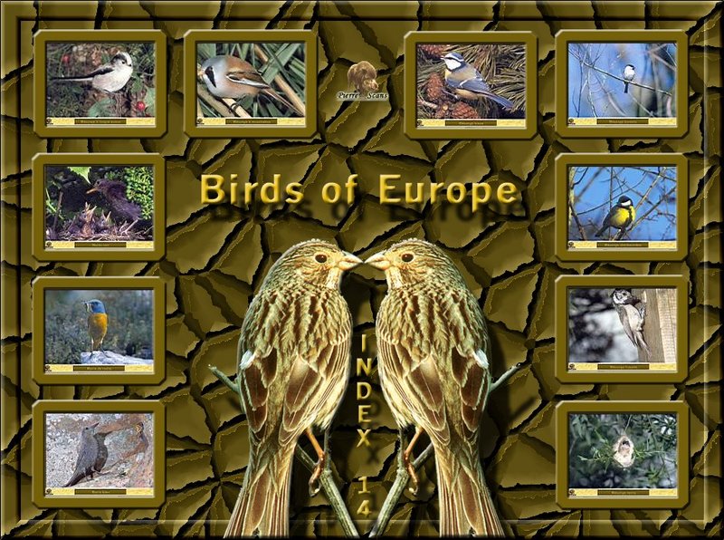 Birds of Europe - Index 014; DISPLAY FULL IMAGE.