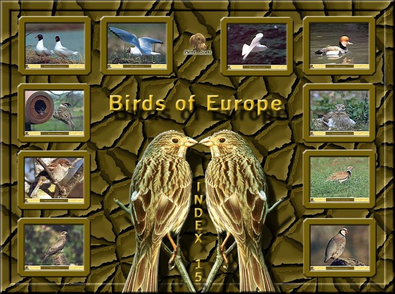 Birds of Europe - Index 015; DISPLAY FULL IMAGE.