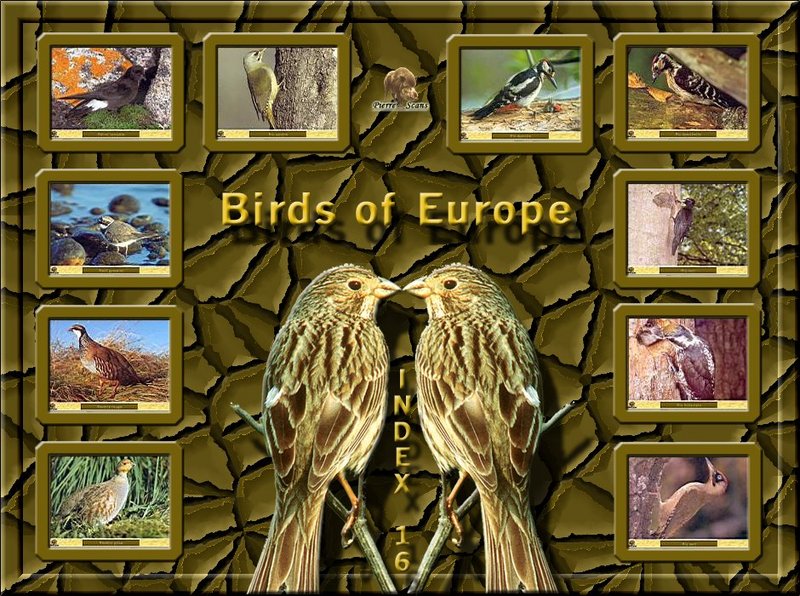 Birds of Europe - Index 016; DISPLAY FULL IMAGE.