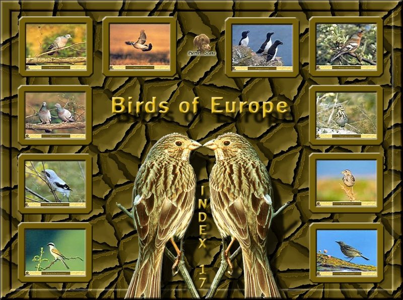 Birds of Europe - Index 017; DISPLAY FULL IMAGE.