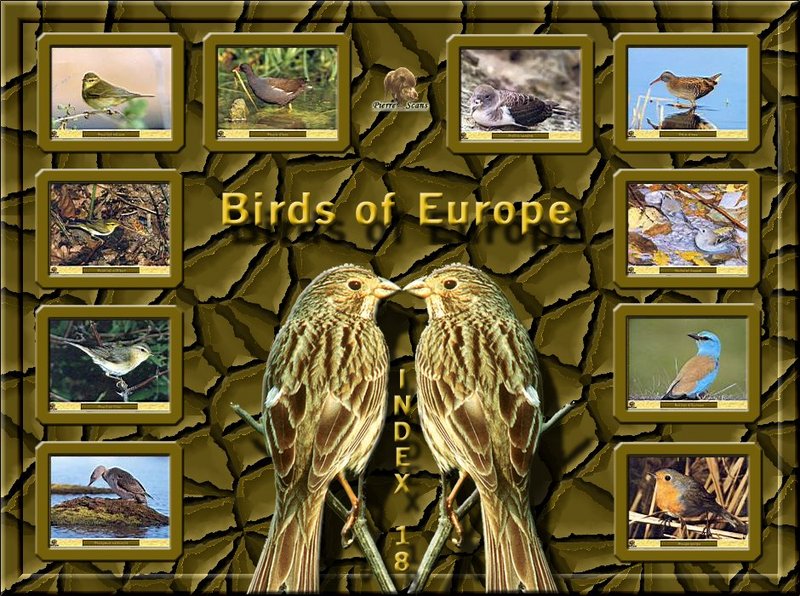 Birds of Europe - Index 018; DISPLAY FULL IMAGE.