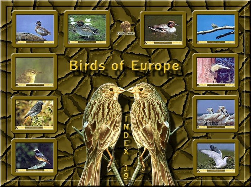 Birds of Europe - Index 019; DISPLAY FULL IMAGE.