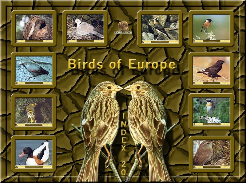 Birds of Europe - Index 020; DISPLAY FULL IMAGE.