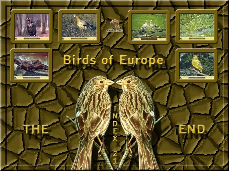 Birds of Europe - Index 021; DISPLAY FULL IMAGE.
