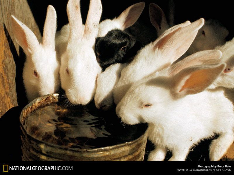 [National Geographic Wallpaper] Rabbits (토끼); DISPLAY FULL IMAGE.