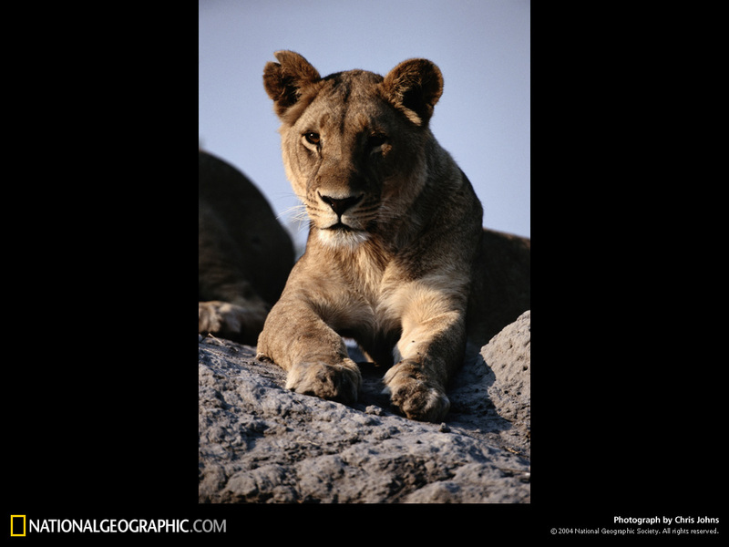 [National Geographic Wallpaper] Lioness (암사자); DISPLAY FULL IMAGE.