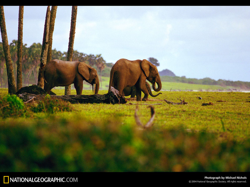 [National Geographic Wallpaper] Forest Elephants (아프리카코끼리); DISPLAY FULL IMAGE.
