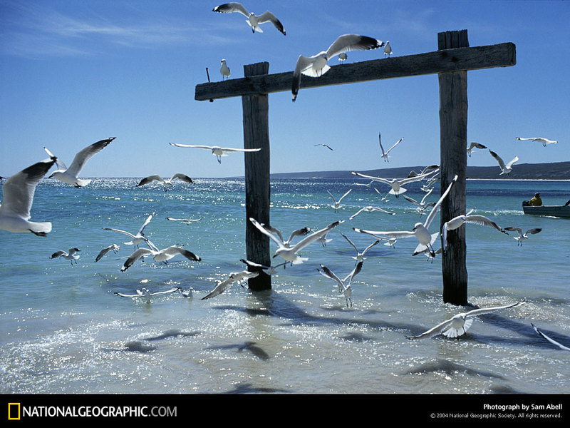 [National Geographic Wallpaper] Australian Gulls (호주의 갈매기들); DISPLAY FULL IMAGE.