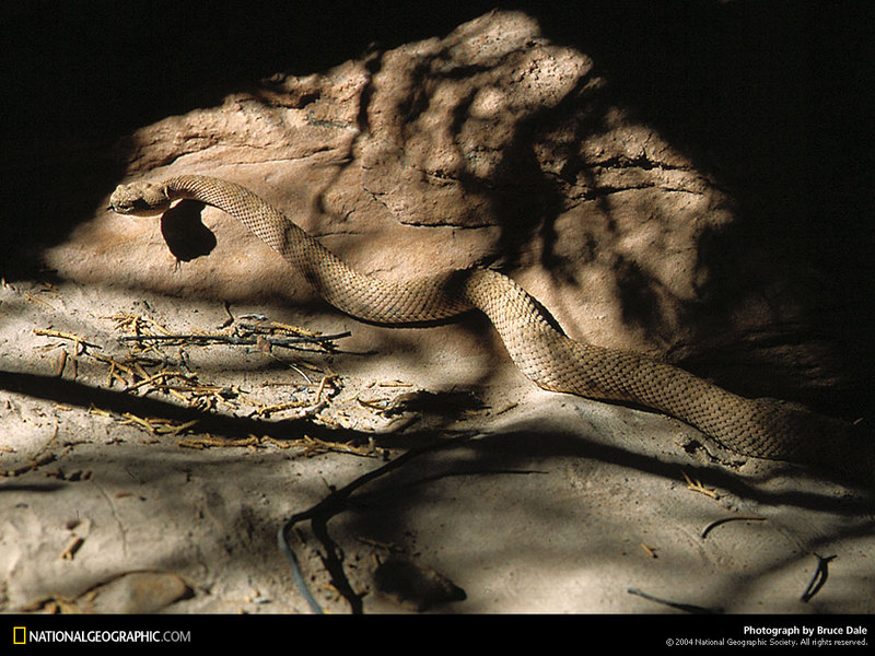 [National Geographic Wallpaper] Rattlesnake (방울뱀); DISPLAY FULL IMAGE.