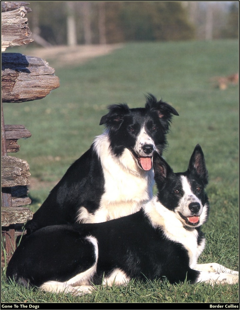 [RattlerScans - Gone to the Dogs] Border Collie; DISPLAY FULL IMAGE.