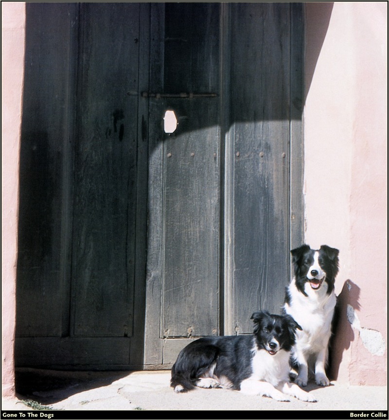 [RattlerScans - Gone to the Dogs] Border Collie; DISPLAY FULL IMAGE.