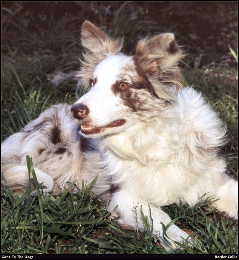 [RattlerScans - Gone to the Dogs] Border Collie; DISPLAY FULL IMAGE.