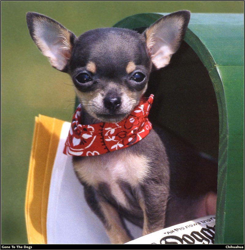 [RattlerScans - Gone to the Dogs] Chihuahua; DISPLAY FULL IMAGE.