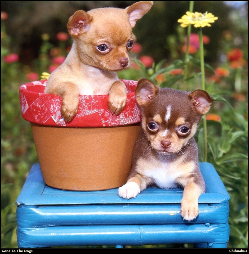 [RattlerScans - Gone to the Dogs] Chihuahua; DISPLAY FULL IMAGE.