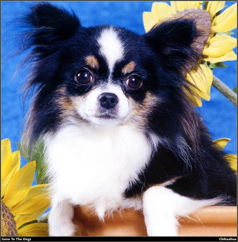 [RattlerScans - Gone to the Dogs] Chihuahua; DISPLAY FULL IMAGE.