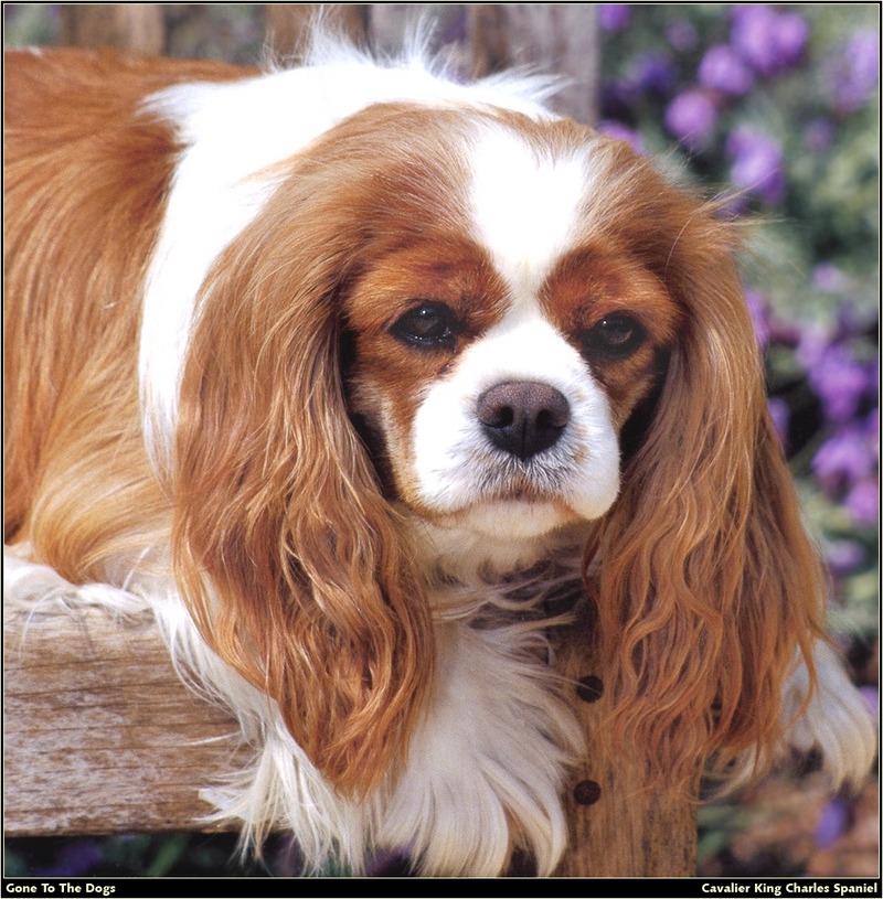 [RattlerScans - Gone to the Dogs] Cavalier King Charles Spaniel; DISPLAY FULL IMAGE.