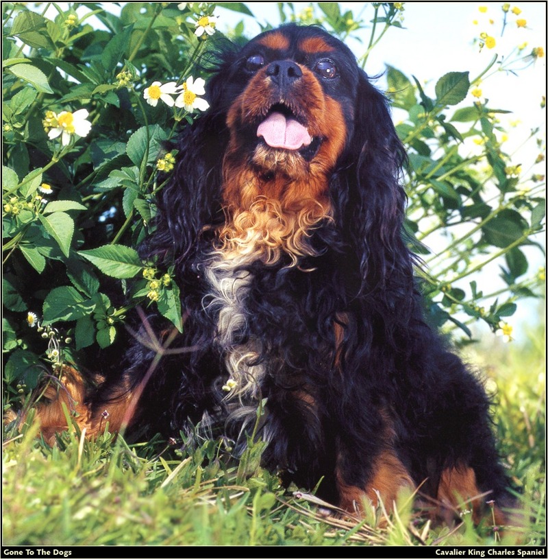 [RattlerScans - Gone to the Dogs] Cavalier King Charles Spaniel; DISPLAY FULL IMAGE.