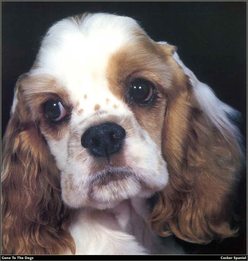 [RattlerScans - Gone to the Dogs] Cocker Spaniel; DISPLAY FULL IMAGE.