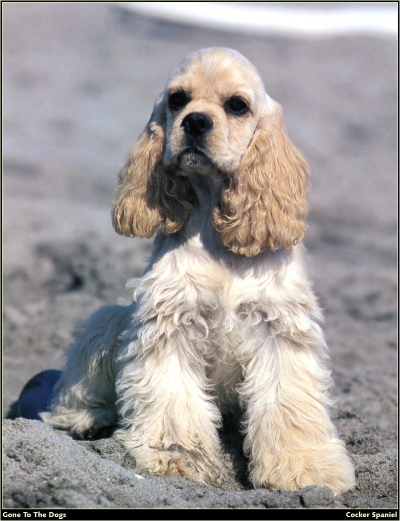 [RattlerScans - Gone to the Dogs] Cocker Spaniel; DISPLAY FULL IMAGE.