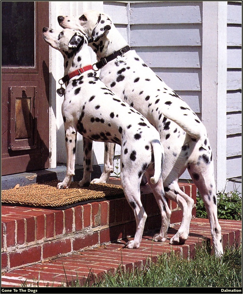 [RattlerScans - Gone to the Dogs] Dalmatian; DISPLAY FULL IMAGE.