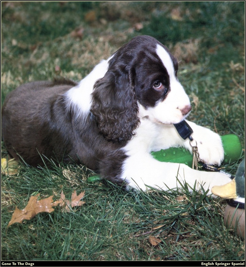[RattlerScans - Gone to the Dogs] Springer Spaniel; DISPLAY FULL IMAGE.