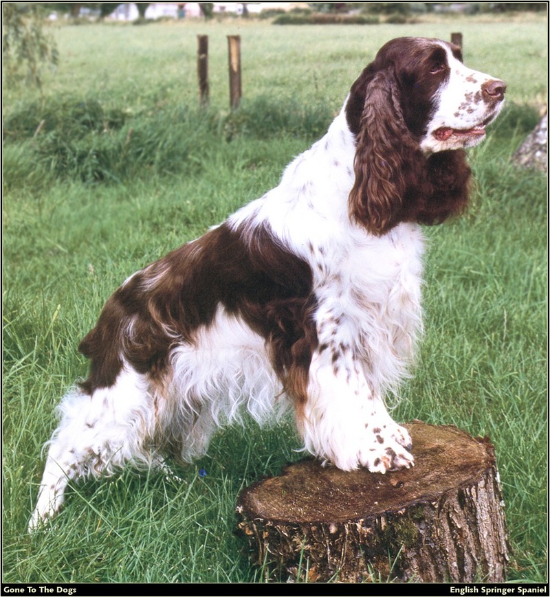 [RattlerScans - Gone to the Dogs] Springer Spaniel; DISPLAY FULL IMAGE.