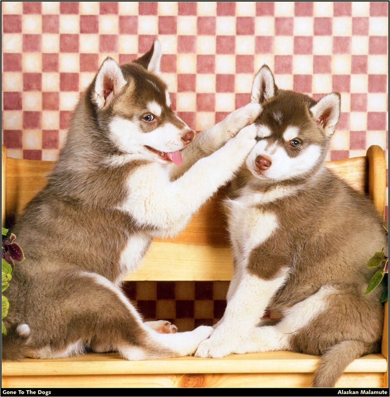 [RattlerScans - Gone to the Dogs] Alaskan Malamute; DISPLAY FULL IMAGE.