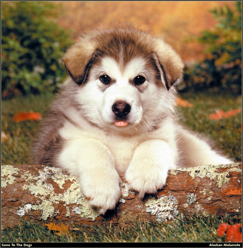 [RattlerScans - Gone to the Dogs] Alaskan Malamute; DISPLAY FULL IMAGE.
