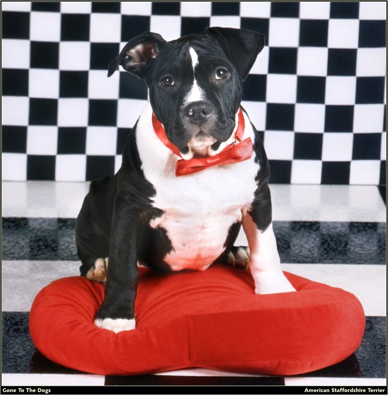 [RattlerScans - Gone to the Dogs] American Staffordshire Terrier; DISPLAY FULL IMAGE.