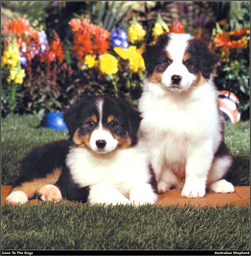 [RattlerScans - Gone to the Dogs] Australian Shepherd; DISPLAY FULL IMAGE.