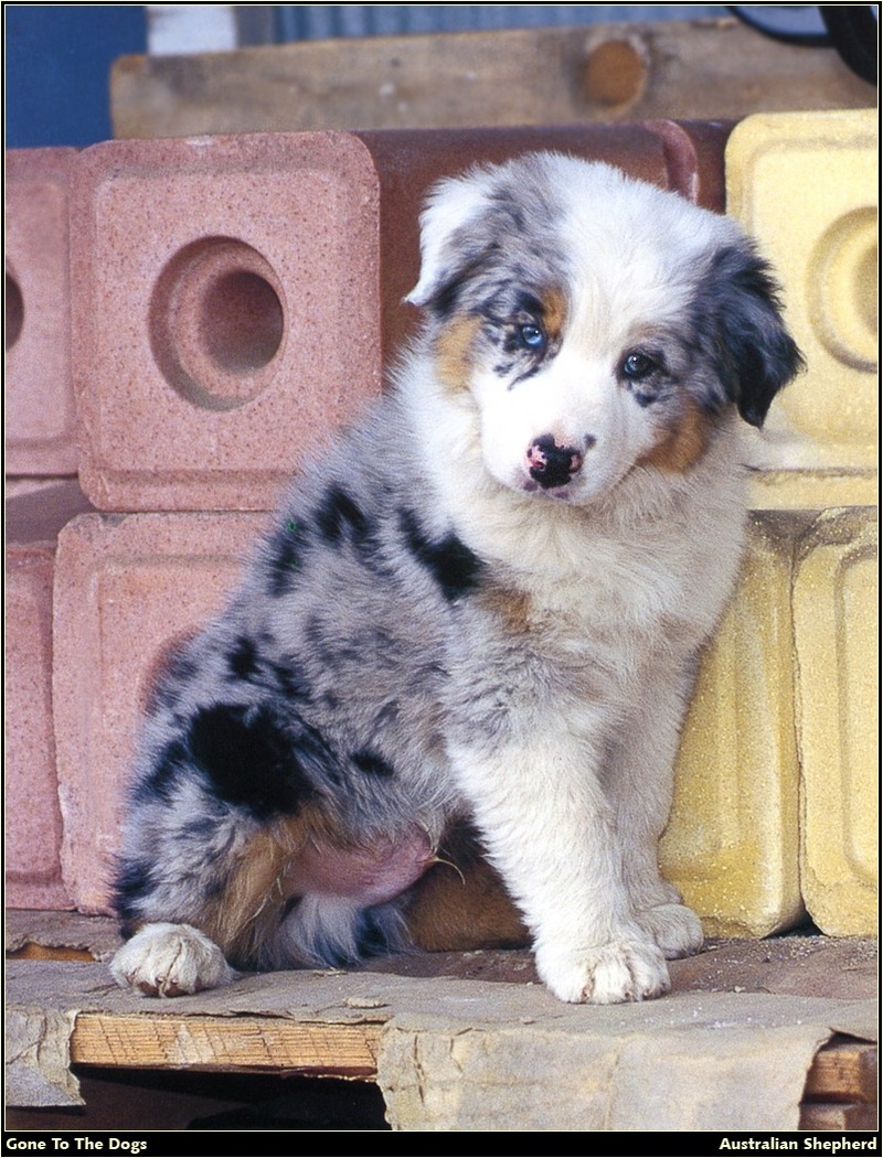 [RattlerScans - Gone to the Dogs] Australian Shepherd; DISPLAY FULL IMAGE.