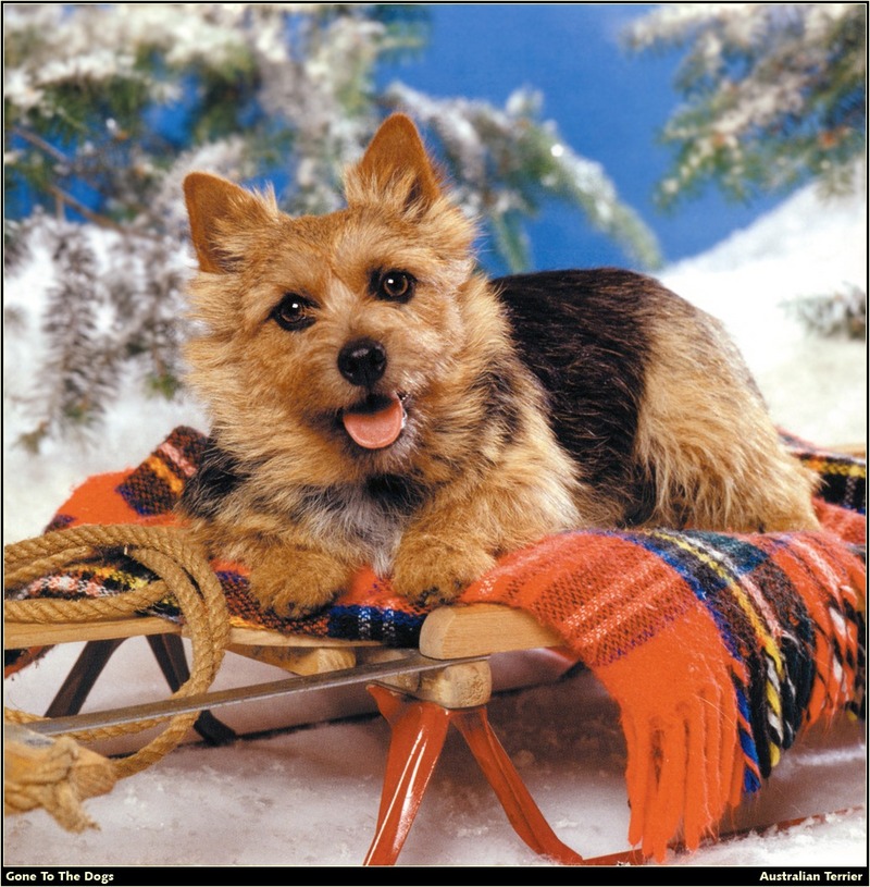 [RattlerScans - Gone to the Dogs] Australian Terrier; DISPLAY FULL IMAGE.