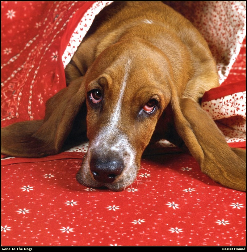 [RattlerScans - Gone to the Dogs] Basset Hound; DISPLAY FULL IMAGE.
