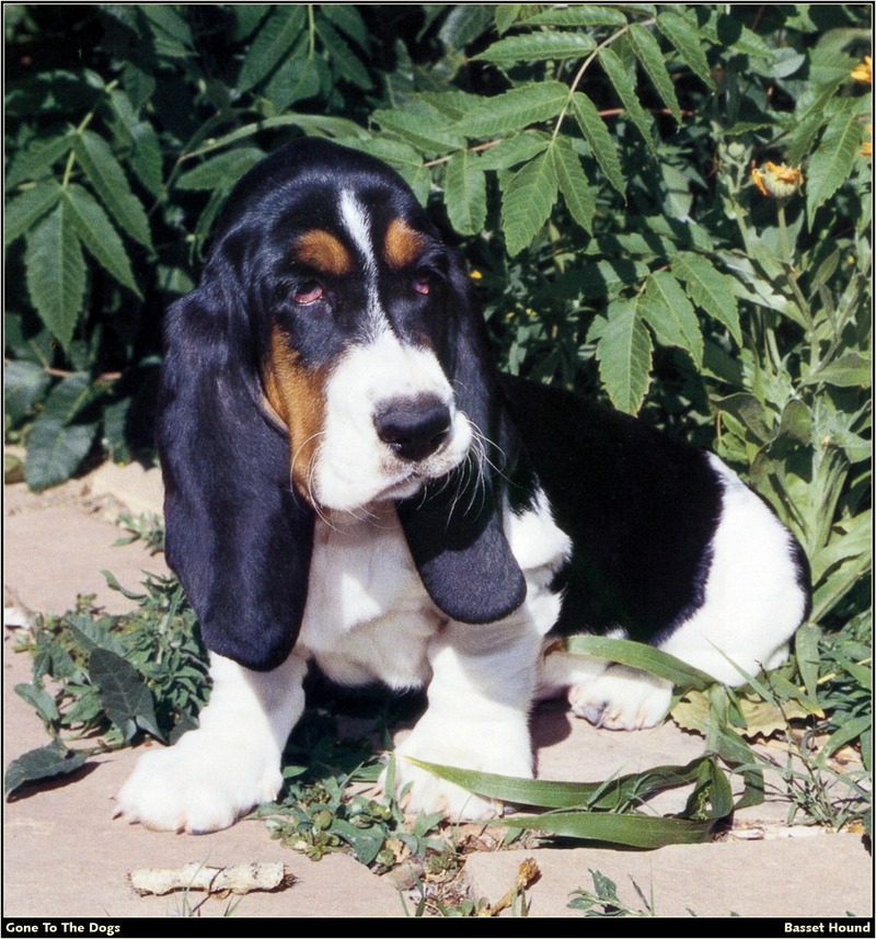 [RattlerScans - Gone to the Dogs] Basset Hound; DISPLAY FULL IMAGE.