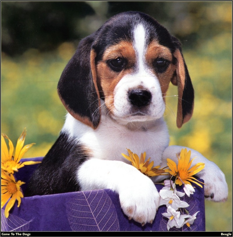 [RattlerScans - Gone to the Dogs] Beagle; DISPLAY FULL IMAGE.