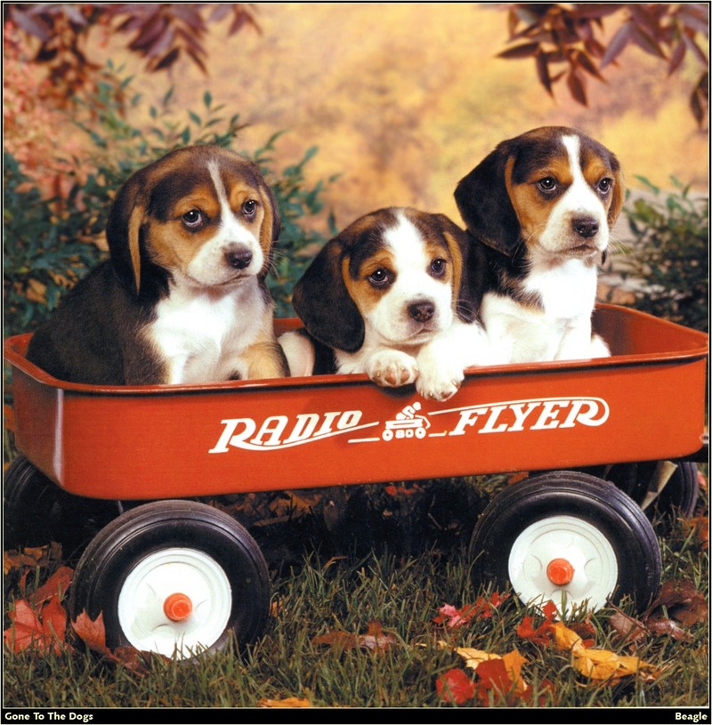 [RattlerScans - Gone to the Dogs] Beagle; DISPLAY FULL IMAGE.