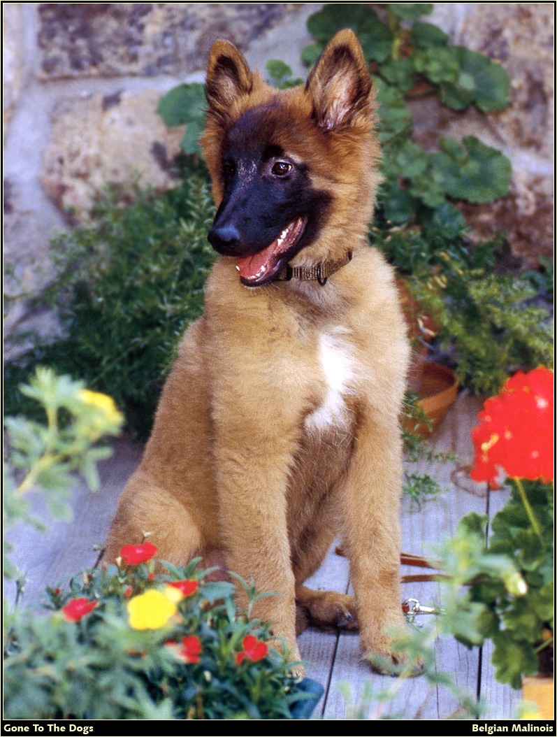 [RattlerScans - Gone to the Dogs] Belgian Malinois; DISPLAY FULL IMAGE.