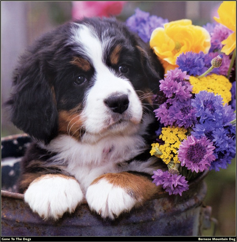 [RattlerScans - Gone to the Dogs] Bernese Mountain Dog; DISPLAY FULL IMAGE.