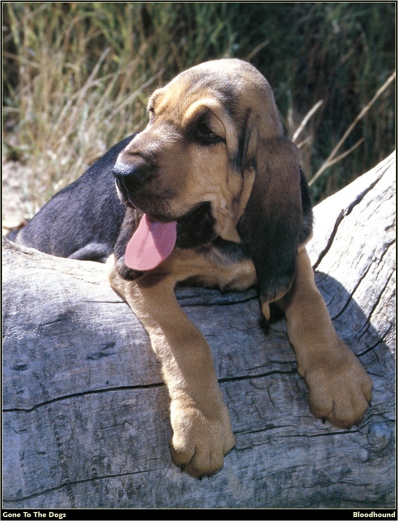 [RattlerScans - Gone to the Dogs] Bloodhound; DISPLAY FULL IMAGE.