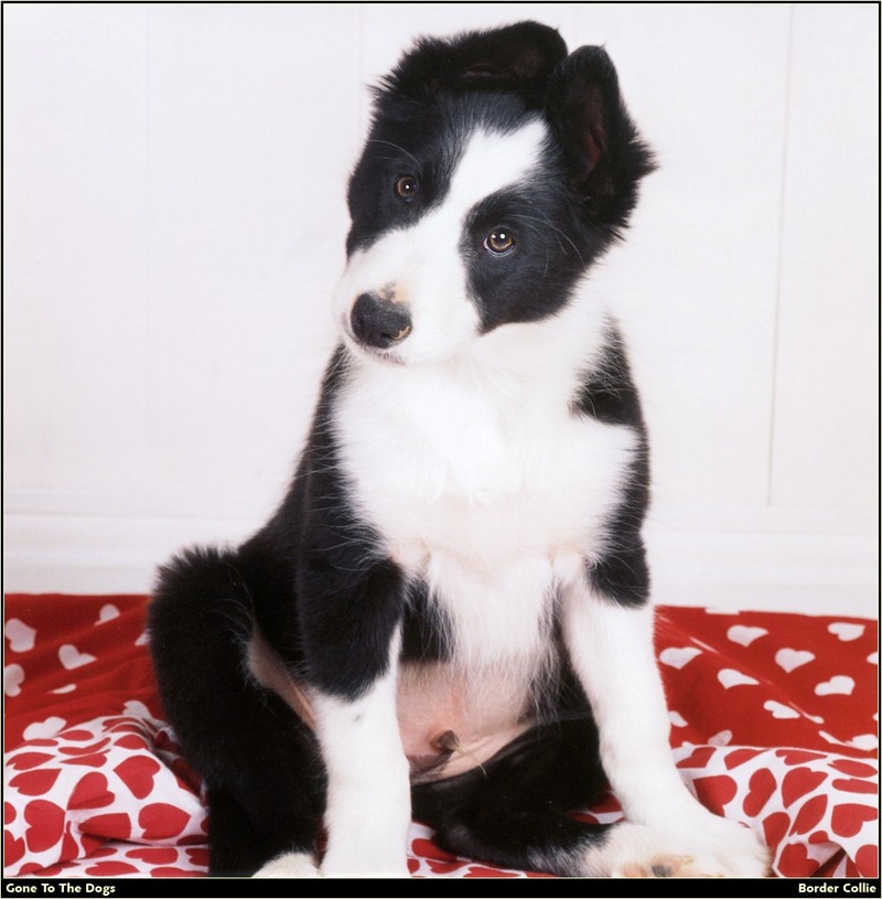 [RattlerScans - Gone to the Dogs] Border Collie; DISPLAY FULL IMAGE.