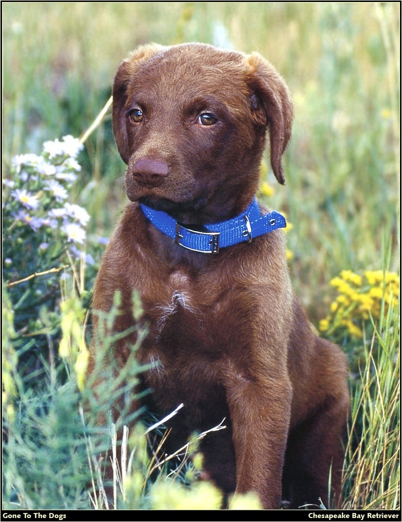 [RattlerScans - Gone to the Dogs] Chesapeake Bay Retriever; DISPLAY FULL IMAGE.