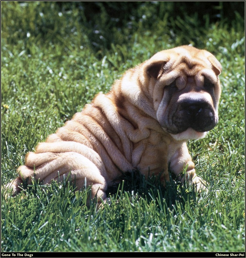 [RattlerScans - Gone to the Dogs] Chinese Shar-Pei; DISPLAY FULL IMAGE.