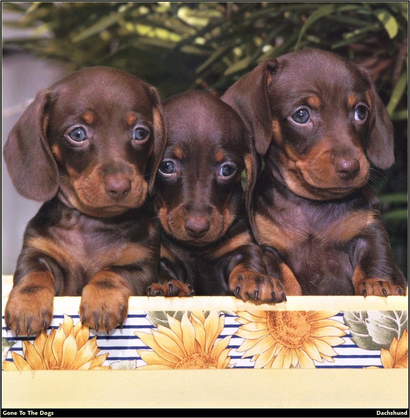 [RattlerScans - Gone to the Dogs] Dachshund; DISPLAY FULL IMAGE.