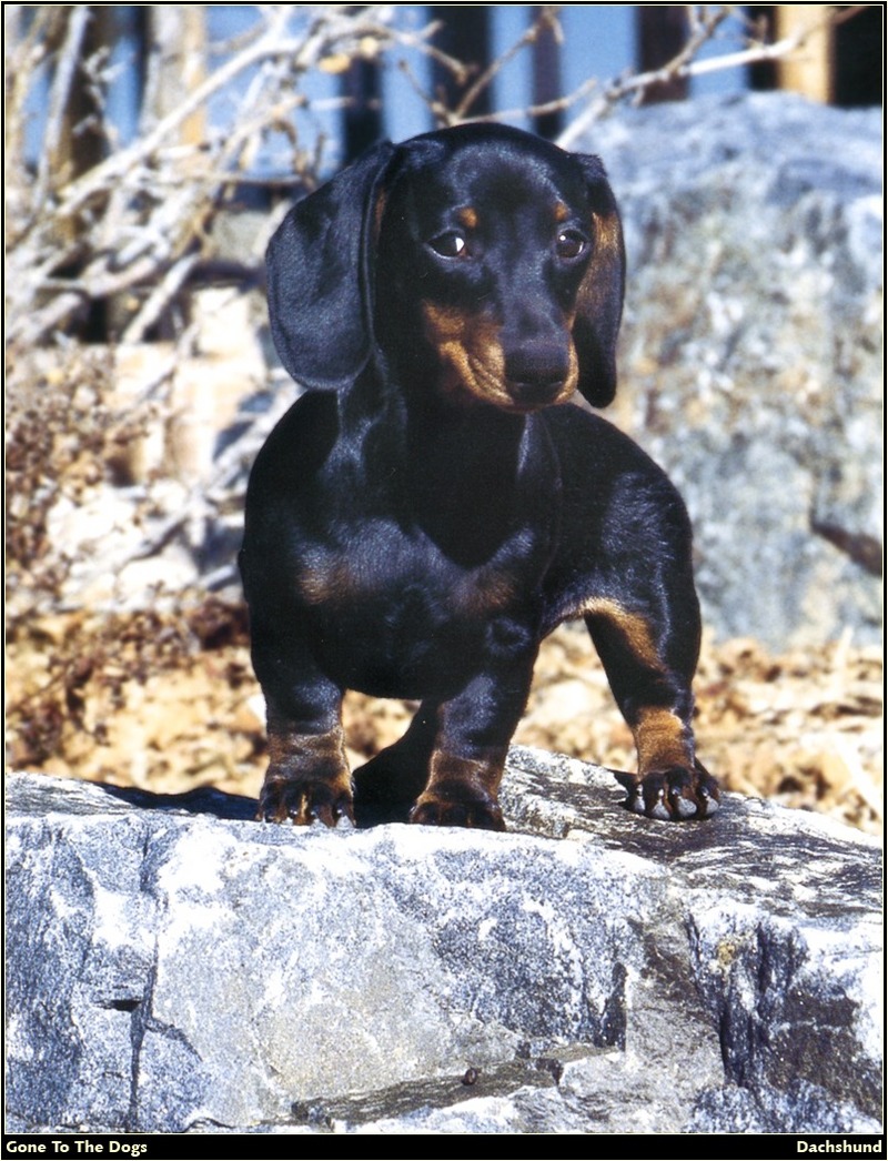 [RattlerScans - Gone to the Dogs] Dachshund; DISPLAY FULL IMAGE.