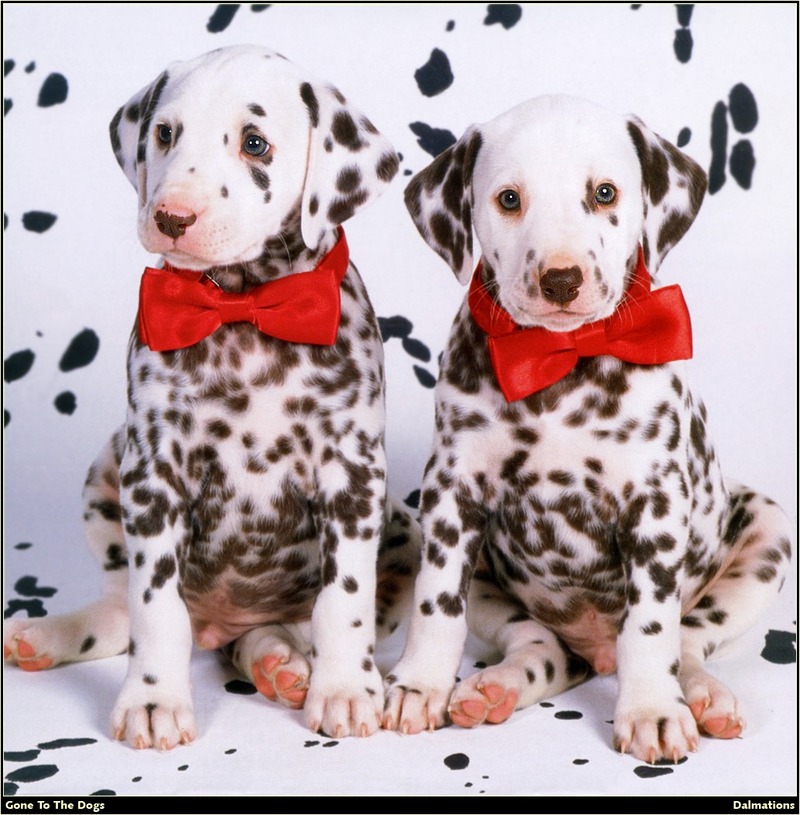 [RattlerScans - Gone to the Dogs] Dalmatian; DISPLAY FULL IMAGE.